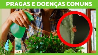 PRAGAS e DOENÇAS das PLANTAS e como CURÁ-LAS 🌸✅ | 6 remédios caseiros