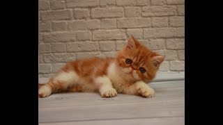 Кошенята екзоти, кумедні малюки для вас ! \  Exotic kittens, funny babies for you!