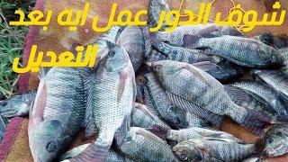 حلاوة الدور بعد التعديل