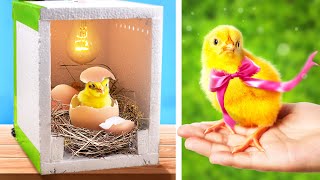 How To Make a Tiny Egg Incubator at Home