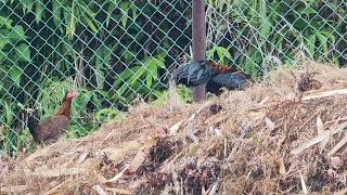 SI TUNGAL VS AYAM HUTAN BETINA