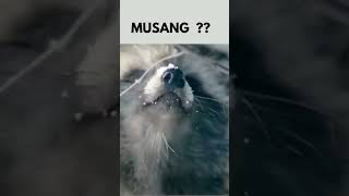 Musang tapi koq gede badannya 😳