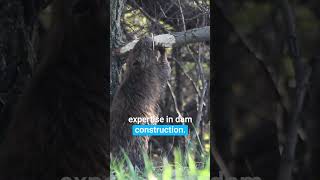 Did you know the world's largest beaver dam can be seen from space?