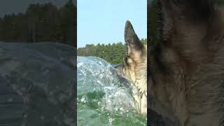 Silver & Black German Shepherd Fetching a Water Ball #shorts