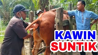 Inseminasi Buatan (IB) Sapi Simmental