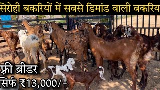 अजमेर जिले की Top class सिरोही बकरिया | राजस्थान की सबसे अछी बकरी | सिरोही बकरी दिखाइए #sirohigoat