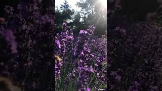 SLOW MOTION LAVENDER FIELDS shot by IPHONE 13 #short #gaming #videography #camera #IPHONE#SAMSUNG