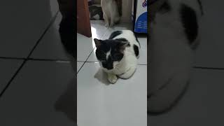 KUCING KESAYANGAN NABI‼️