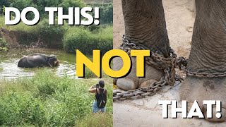 Bukit Elephant Park Sanctuary - Phuket, Thailand. Ep 61