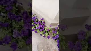 garden 🏡#beautifulnature #youtubeshorts #shortsvideo plz subscribe My channel