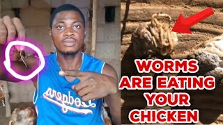 Worms In Chicken|How To Worm A Chicken.