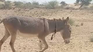 donkeys enjoying the mouth movement