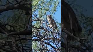 Itchy great horned owl. #owl #owls #greathornedowl #wildlife