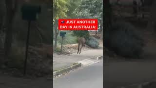 Kangaroo casually bounces around the streets in Australia