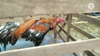 Bangkok kaki gubed Jalu super#ayam Bangkok