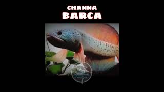 ikan channa barca || ikan predator || tunggu pancing #videoshorts #shortviral #shortsvideo #shorts