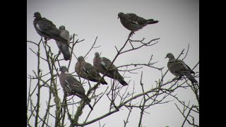 TAHTALI AVI Sonunda ki sürüyü izlemenizi tavsiye ederim, Özkanlar FX 17, Wood Pigeon Hunting