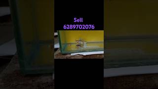 Guppy selling video#short #viralvideo #low please puppy selling video #aquarium fish selling video #