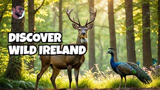 A Rare Encounter with Ireland’s Wildlife: Majestic Deer & Vibrant Peacocks