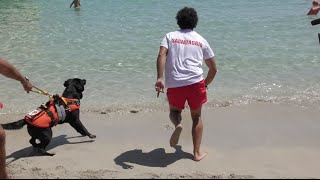 BAUWATCH - I cani bagnino in azione sulla spiaggia di Mondello