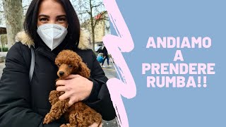 Primo giorno con il nostro cucciolo di barboncino nano! We got a puppy poodle!Benvenuta Rumba! Vlog