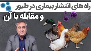 راه های انتشار بیماری در طیور و مقابله با آن