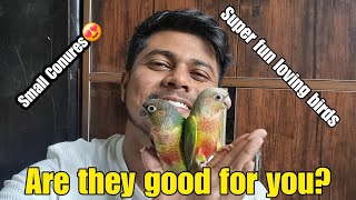 Conures || Cheap But Fun Loving Parrot? Are they good for apartments and kids?