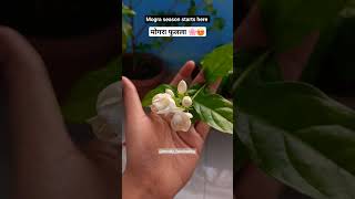 mogara fulala 🌸😍 #flowers #gardening #mogra #मोगरा #summer #shorts  #shortvideo #jasmine #plants