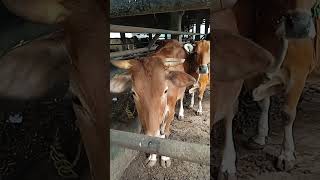 Twins Cow#pedet #pedetmuda #shortvideo