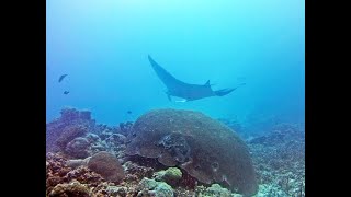 Scuba Dive PALAU