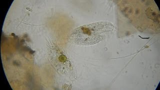 Ciliate - Stylonychia