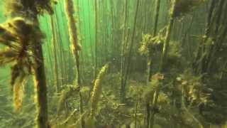 Unterwasser-Aufnahmen Pflanzen und Tiere, Underwater plants and animals