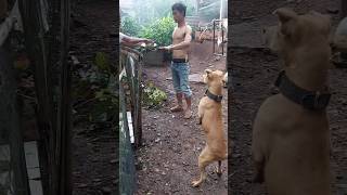 Anjing ini cerdas dan tangguh #shortvideo