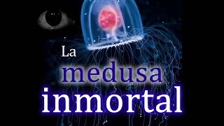 La medusa inmortal o Turritopsis Nutrícula.