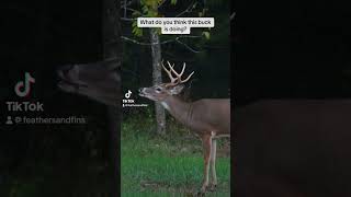 Deer checking the wind #feathersandfins #hunting #bowhunting #deerhunting