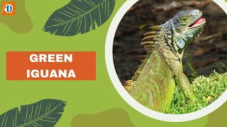 GREEN IGUANA |  Fascinating Reptile of the Tropics