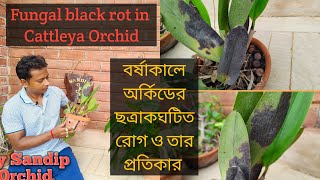 what is this! and how to get rid of it?!#cattleya!বর্ষাকালে অর্কিডের ছত্রাকঘটিত রোগ! @SandipOrchid