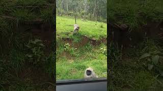 Langur | Nature| Trip to Ooty #nature #travel #trip #vlog