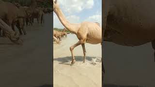 Washing body |Camels enjoyed |#animals #camelculture #viralvideo