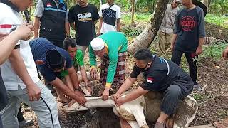 Qurban Pecinta Infak Sedekah Bersama Santri Penghafal Al-Qur'an Kuala Tungkal