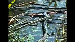 Natrice dal collare (Natrix natrix) - Grass Snake