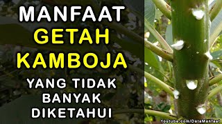 Manfaat Getah Kamboja | Khasiat Getah Kamboja Untuk Kesehatan Yang Tidak Banyak Diketahui