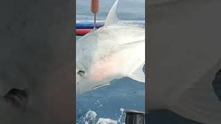 GIANT TREVALLY #gonefishing #fishing #philippines