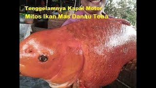 Misteri Ikan Mas Danau Toba Dan Tenggelamnya Kapal Motor KM Sinar Bangun