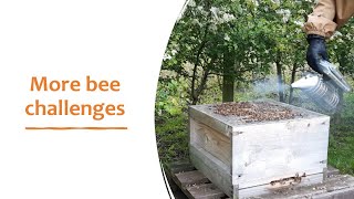 More bee challenges