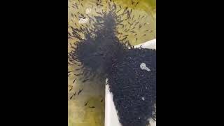 Releasing thousands of baby fishes into the pond ! #fishdiary #fishlover #shorts