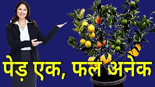 #fruits #saladtree पेड़ एक फल अनेक #datacollection ek ped mein anek fal