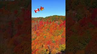 ਪੱਤਝੜ ਕੇਨੈਡਾ ਦੀ 🇨🇦🍁| Canada Fall Colors 2024 | Babbu Mann #canada #babbumaan #fallcolors