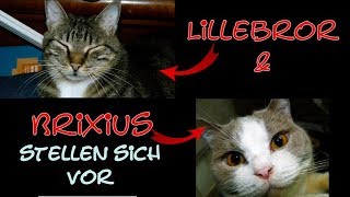 Die KATZEN übernehnehmen meinen Kanal | Brixius & Lillebror stellen sich vor | BKH & Bengal