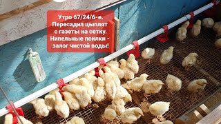 Утро 67/24/6-е. Выращивание бройлеров росс 708. Пересадили малышей с газет на сетку.